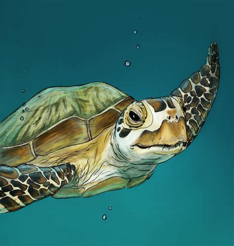 Now you will very easily draw the front legs and feet like so as well as the toe nails. "Sea Turtle" Drawing art prints and posters by Michelle ...