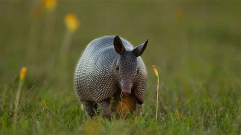 How Much Does Armadillo Removal Cost Angi
