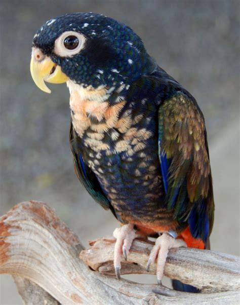 The goal of this article is to give a brief introduction to some of the best starter. Top 10 Best Kind Of Pet Parrots