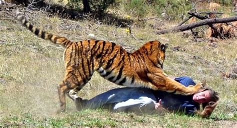 Graphic Video: Man killed by tiger bite to head and neck trying to