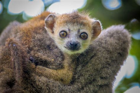 Cute Crowned Lemur Infant Needs A Name At Howletts Wild Animal Park