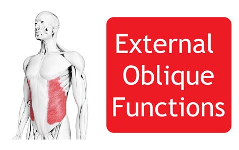 External Oblique Abdominal Muscle Origin Function And All