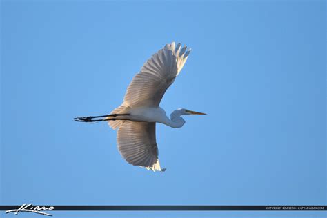 White Egret In Flight Bird Photography Royal Stock Photo