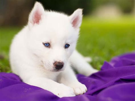 Baby All White Husky With Blue Eyes
