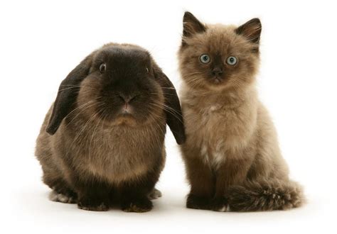 The cat may even run from the rabbit. Snap cat - Cats and bunnies looks exactly the same ...