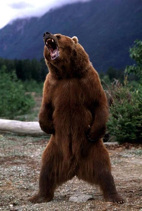 Polar bears are potentially the most dangerous pet you. When standing up, how tall are grizzly bears? - Quora