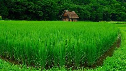 Paddy Rice Grass Nature Trees Plants Landscape