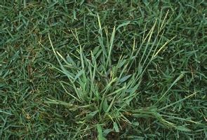 2 feet tall, 1 foot wide. 8 Most Common Weeds Infesting Your Lawn