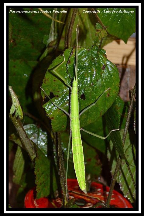 See more of p.s.g on facebook. Paramenexenus laetus (P.S.G n°145)