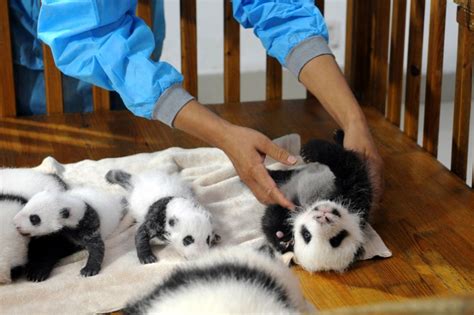14 Pandas In A Crib China Displays 14 Giant Panda Cubs Globalpost