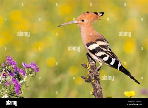 Eurasian Hoopoe Upupa Epops Side View Of An Adult Perched On A