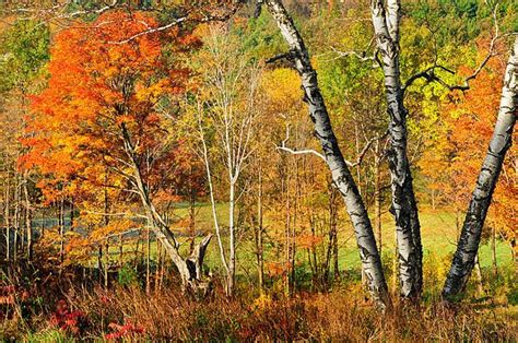 Autumn Forest Scene Litchfield Hills By Thomas Schoeller Autumn