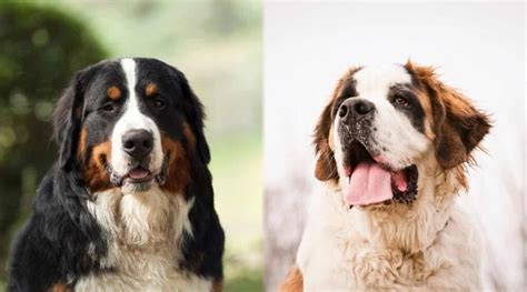 Bernese Mountain Dog Vs Saint Bernard Differences And Similarities