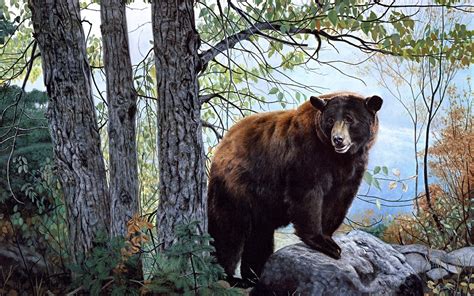 Bear Hd Wallpaper Background Image 1920x1200 Id449473
