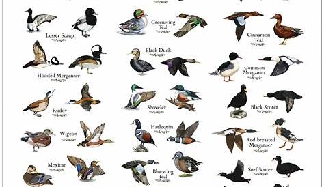 identifier duckling identification chart