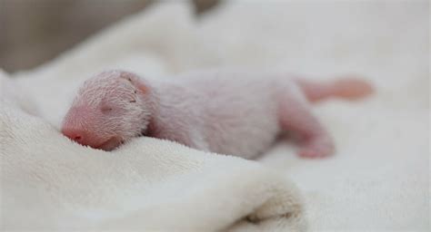 Hello Little One First Baby Panda Of 2016 Born In China