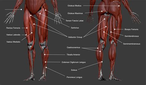 Lower Leg Muscle Diagram Labeled Female Hip Leg Muscles Labeled