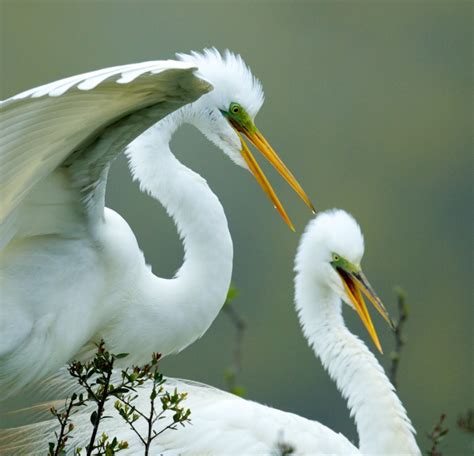 Happy Egrets Bob Rehak Photography