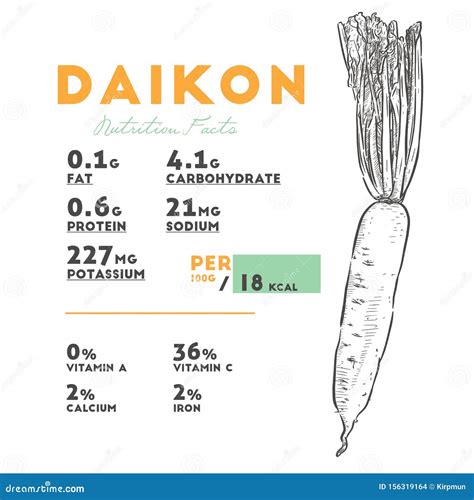 Nutrition Facts Of Daikon Hand Draw Sketch Vector Stock Vector