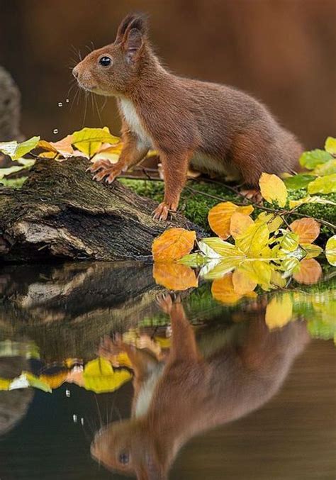 Reflection Cute Squirrel Animals Beautiful Cute Animals