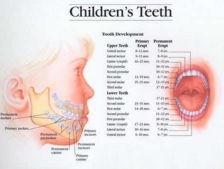 Check spelling or type a new query. When do teeth come in? | Cosmetic Dentist - Campbell CA ...