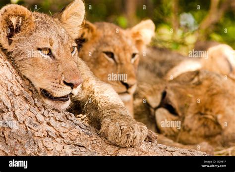 Pride Of Lions Stock Photo Alamy