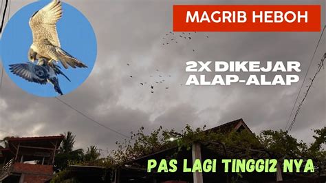 Merpati Getakan Lombok Dikejar Alap Alap Pas Lagi Tinggi Tingginya