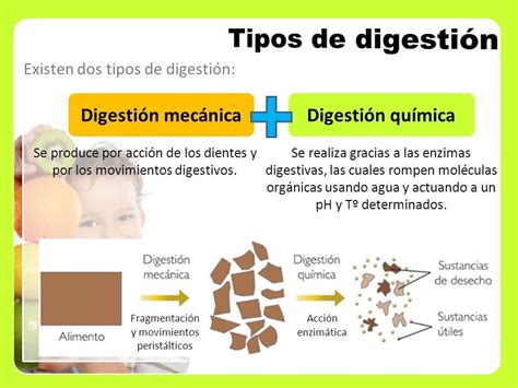 Digestion Quimica Y Mecanica Salud Images