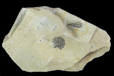45 Ordovician Graptolite Dictyonema Fillmore Formation Utah For