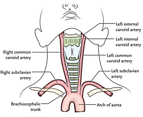 Carotid Anatomy Diagram