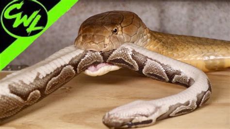 King Cobra Eating A Python