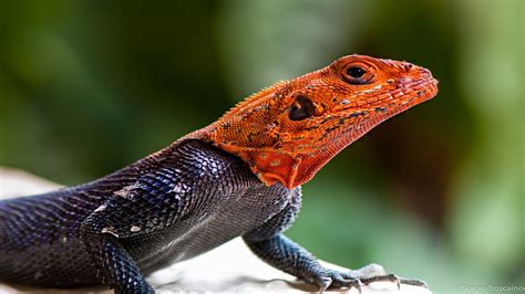 Top Amazing And Most Colorful Lizards In The World The Animal