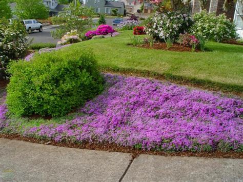 Plante COUVRE Sol Un Tableau De Couleurs Naturelles Dans Votre Jardin