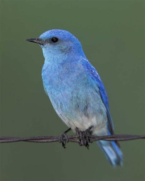 Beautiful Blue Bird Pictures Incredible Snaps