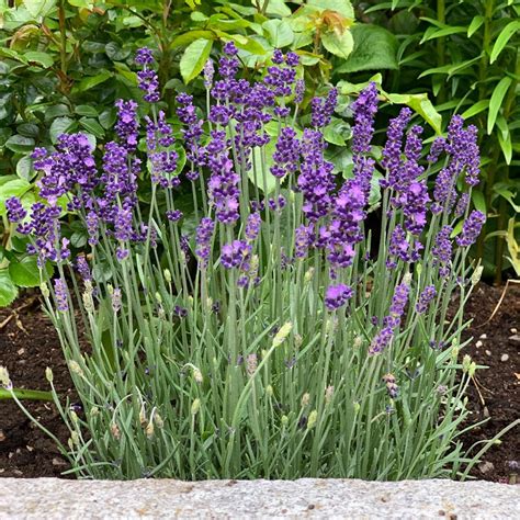 Hidcote Lavender Herb Plants For Sale Free Shipping