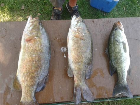 Largemouth Bass Fishing Lures BEST BAIT TIPS
