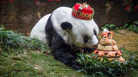 Worlds Oldest Panda Dies Aged 37 In China