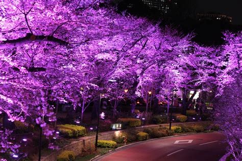 Purple Trees Are Lit Up In The Night