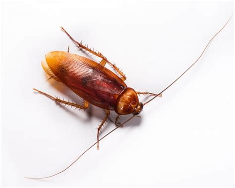 More than 4,500 different species of cockroaches have been discovered. Palmetto Bug | Catseye Pest Control