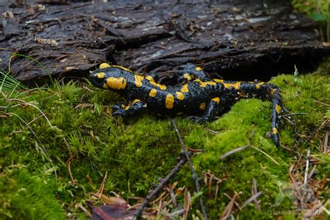 Fire Salamander Fascination Wildlife