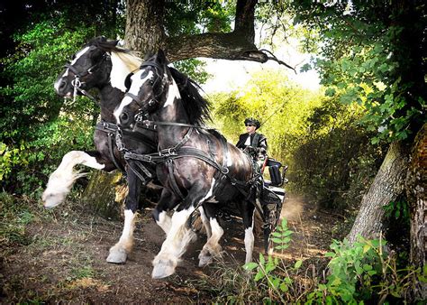 Evenement Chevaux De Trait à Macheren Concours Macheren Attelage De