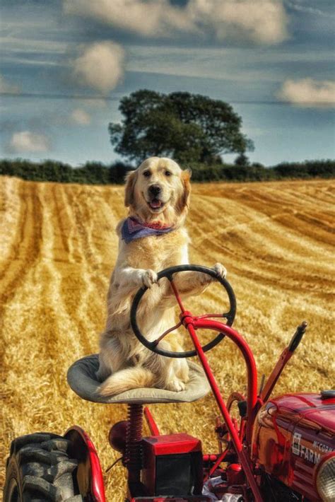 Rambo The Dog Drives His Masters Tractor To Help Him Plough Fields And