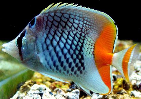 Pearlscale Butterfly Fish Salt Water Fish Aquarium Fish Tank Ocean