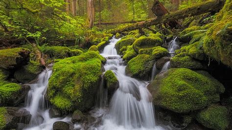 Algae Covered Rocks Waterfalls Stream Woods Green Trees Bushes Nature