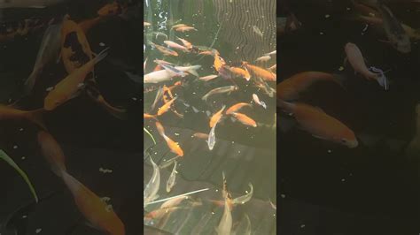 Moved Last Years Koi Fry From Indoor Holding Tank To Outside Quarantine