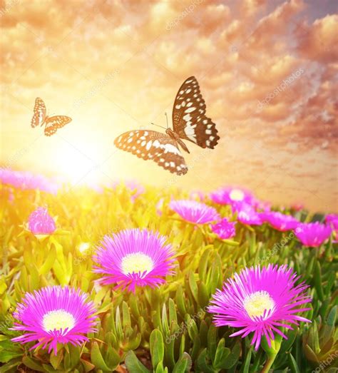 Butterflies Over Flower Field — Stock Photo © Nejron 12473789