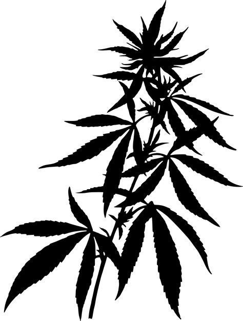 Pot Leaf Line Art Pot Leaf Drawing Free Download On Clipartmag