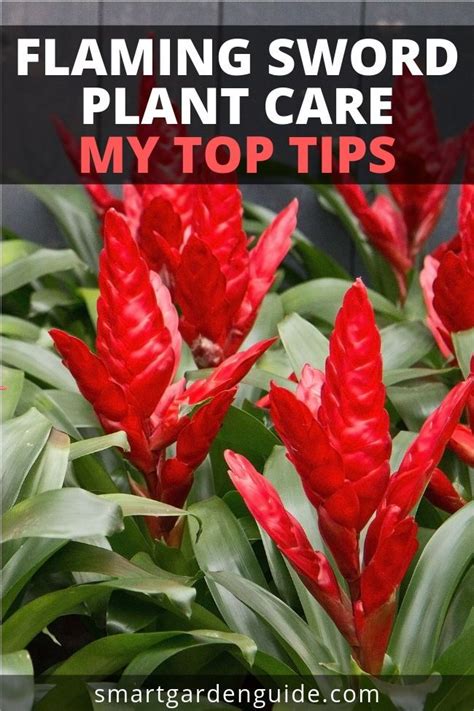 How To Care For A Vriesea Plant Complete Guide To The Flaming Sword