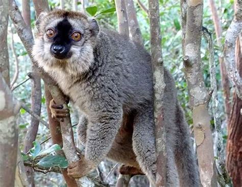 Sahafary Sportive Lemur Life Expectancy