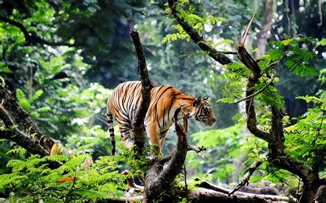 Bengal Tiger In Jungle Wallpapers Hd Wallpapers Id 15726